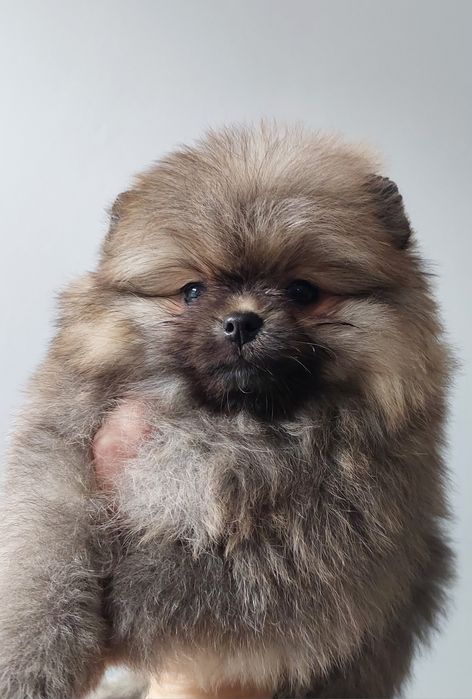 Szpic miniaturowy sunia