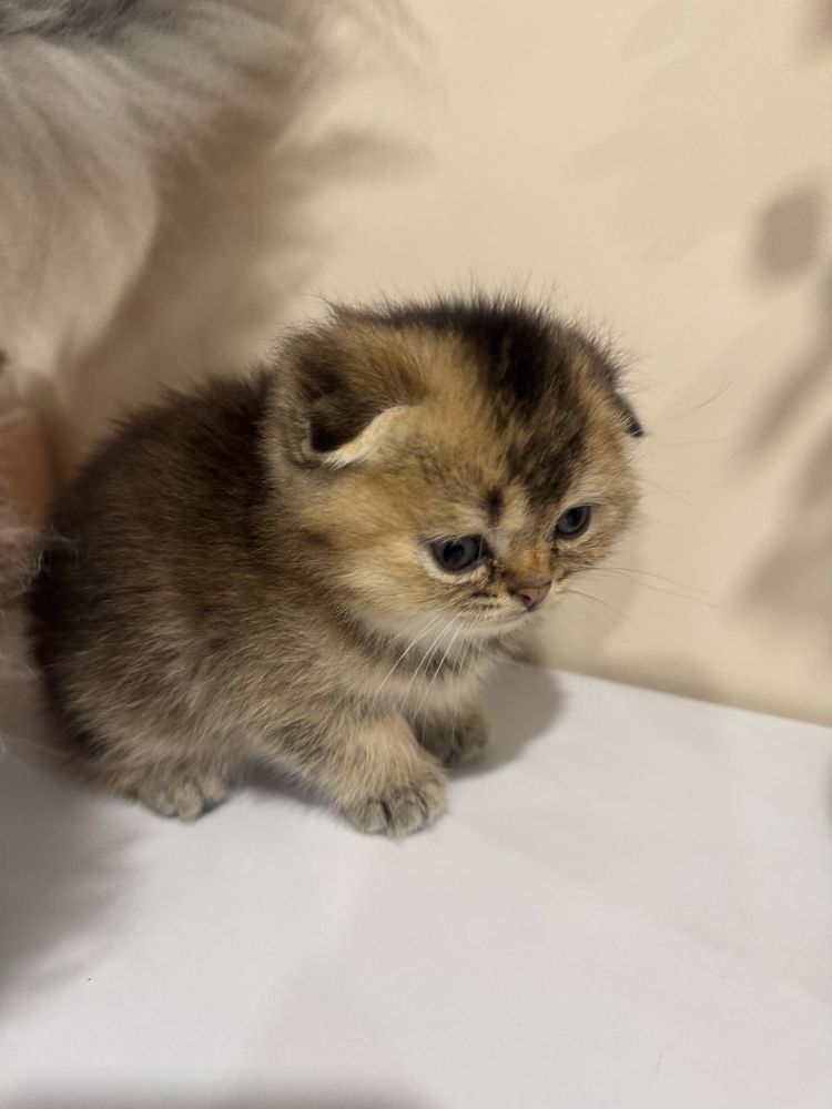 Шотландський висловухий хлопчик – милий і здоровий кошеня