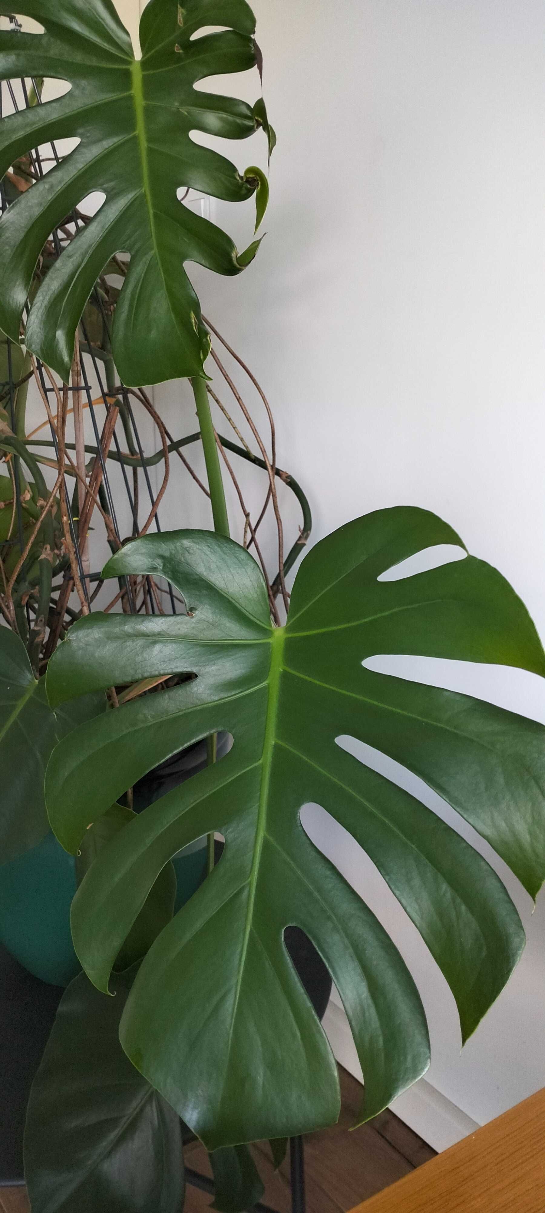 Monstera , kwiat w doniczce