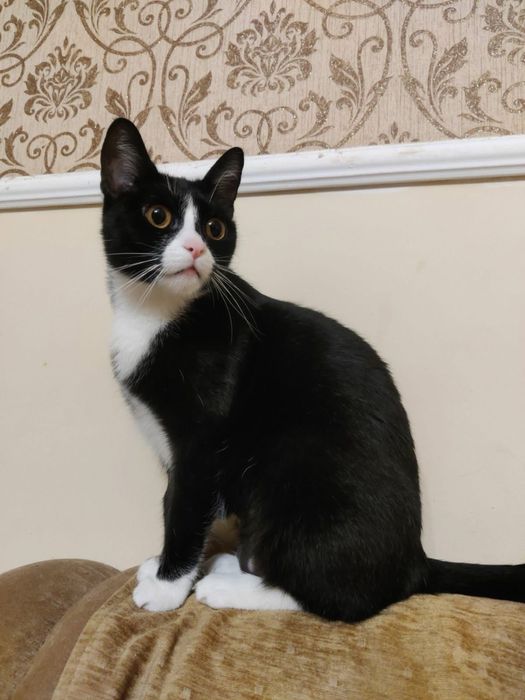 Киця з бурштиновими очима у добрі руки