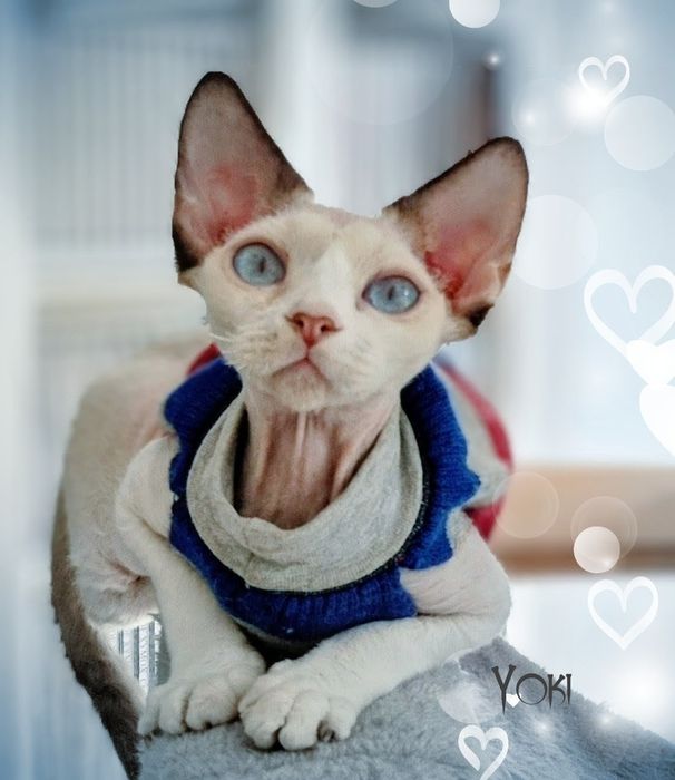Devon rex Yoki Cudowny Przytulak