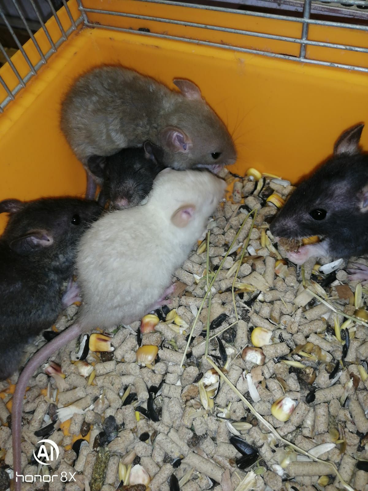 Найкращі та наймиліші породисті крысынята, щур.