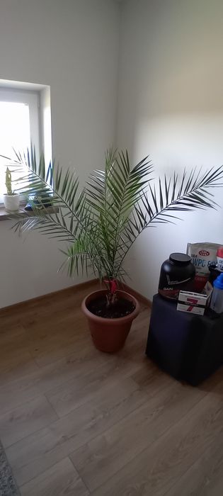 Palma Daktylowiec Kanaryjski Królewska duża