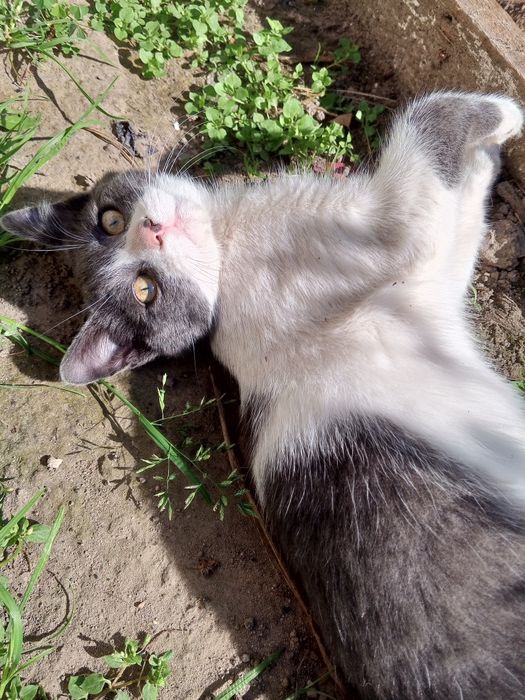 Віддам котиків в добрі руки