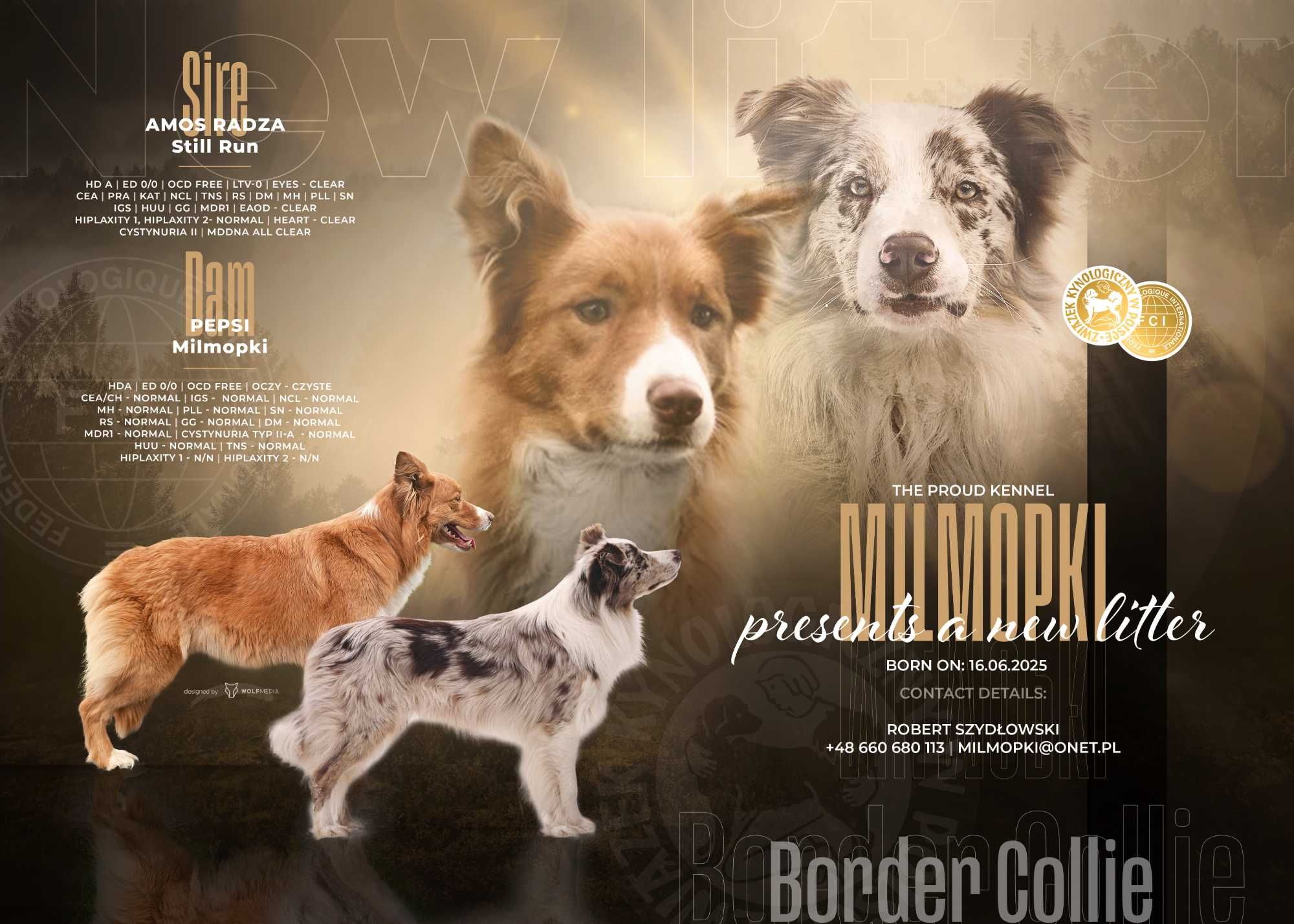 Szczenię Border Collie, ZKwp/FCI czekoladowo-biały piesek