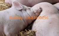 Продам свиней на мясо весом 140 -180 кг