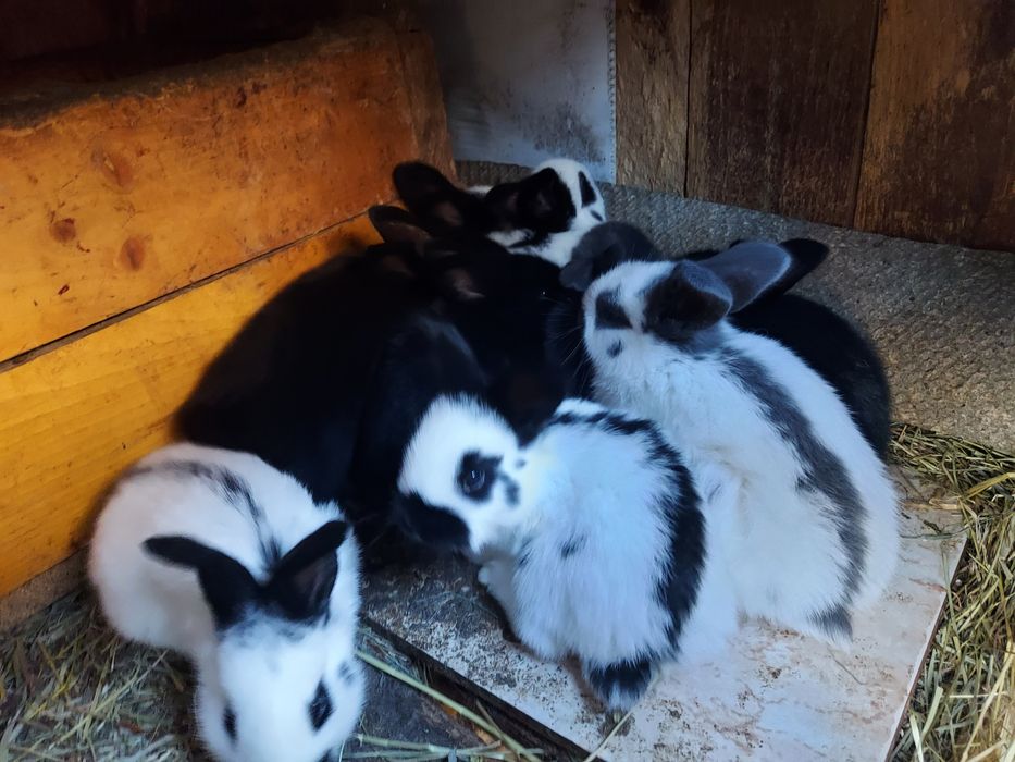 Кролики , крілики строкачі