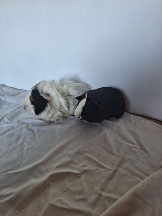 Oddam dwie świnki morskie