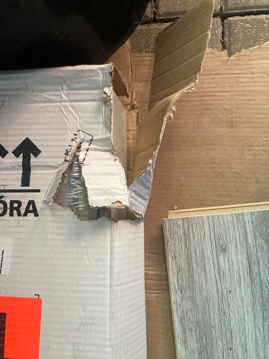 Osiernica Dąb arctic artens