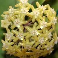 Hoya Hoja Pentaphlebia