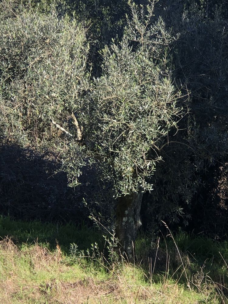 Oliveiras para jardim