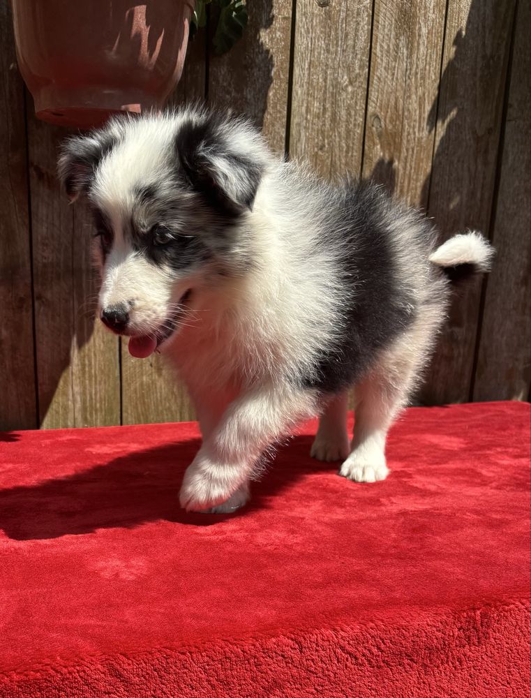 Border collie- suczka blue merle