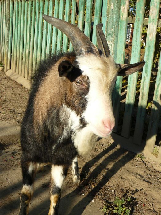 продаю козлика на утримання