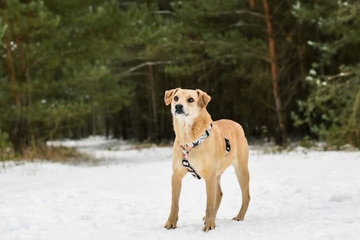 Pokochaj Zdzisława i adoptuj