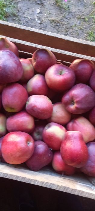 Ekologiczne jabłka i ziemniaki