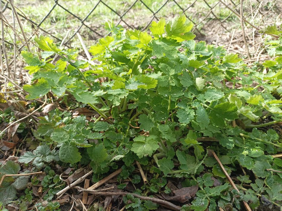 Glistnik jaskółcze ziele 12 sadzonek