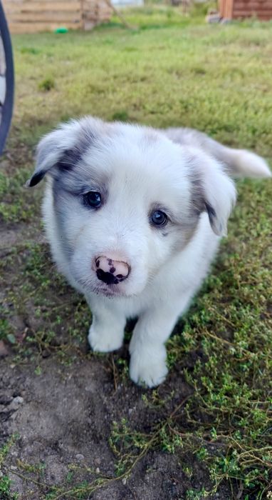 Border Collie Zkwp FCI
