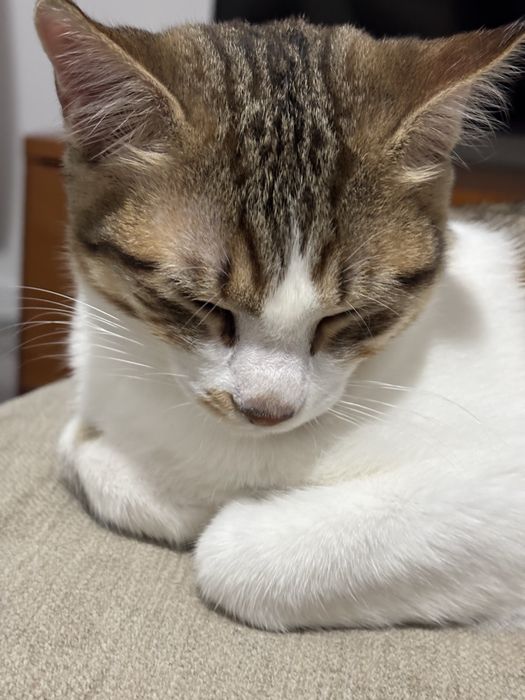 Gatinho Macho independente