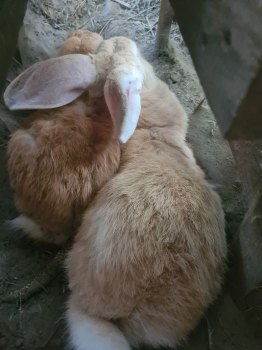 Para dużych królików- królik samiec i samica