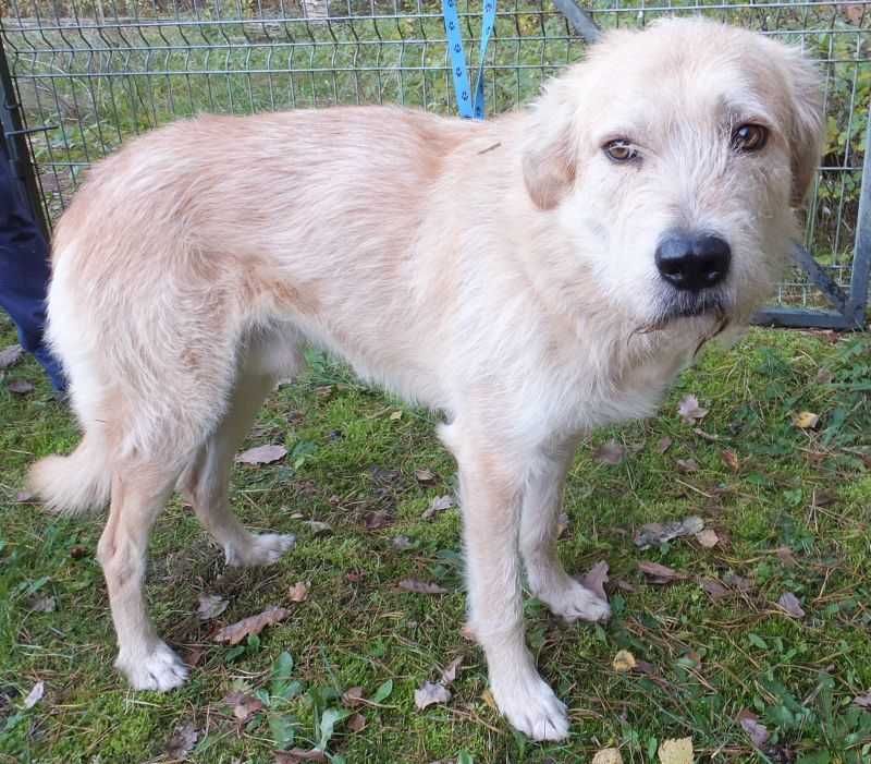 PODEST pies,miły biszkopt, szorstkowłosy,średni do adopcji