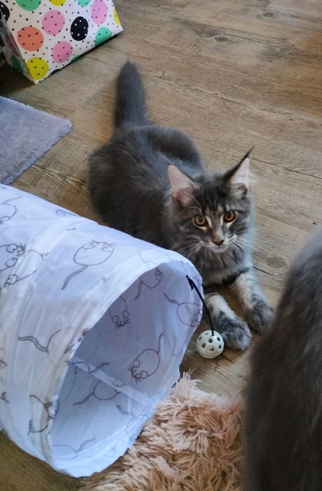 Kot maine coon, kocurek gotowy do odbioru