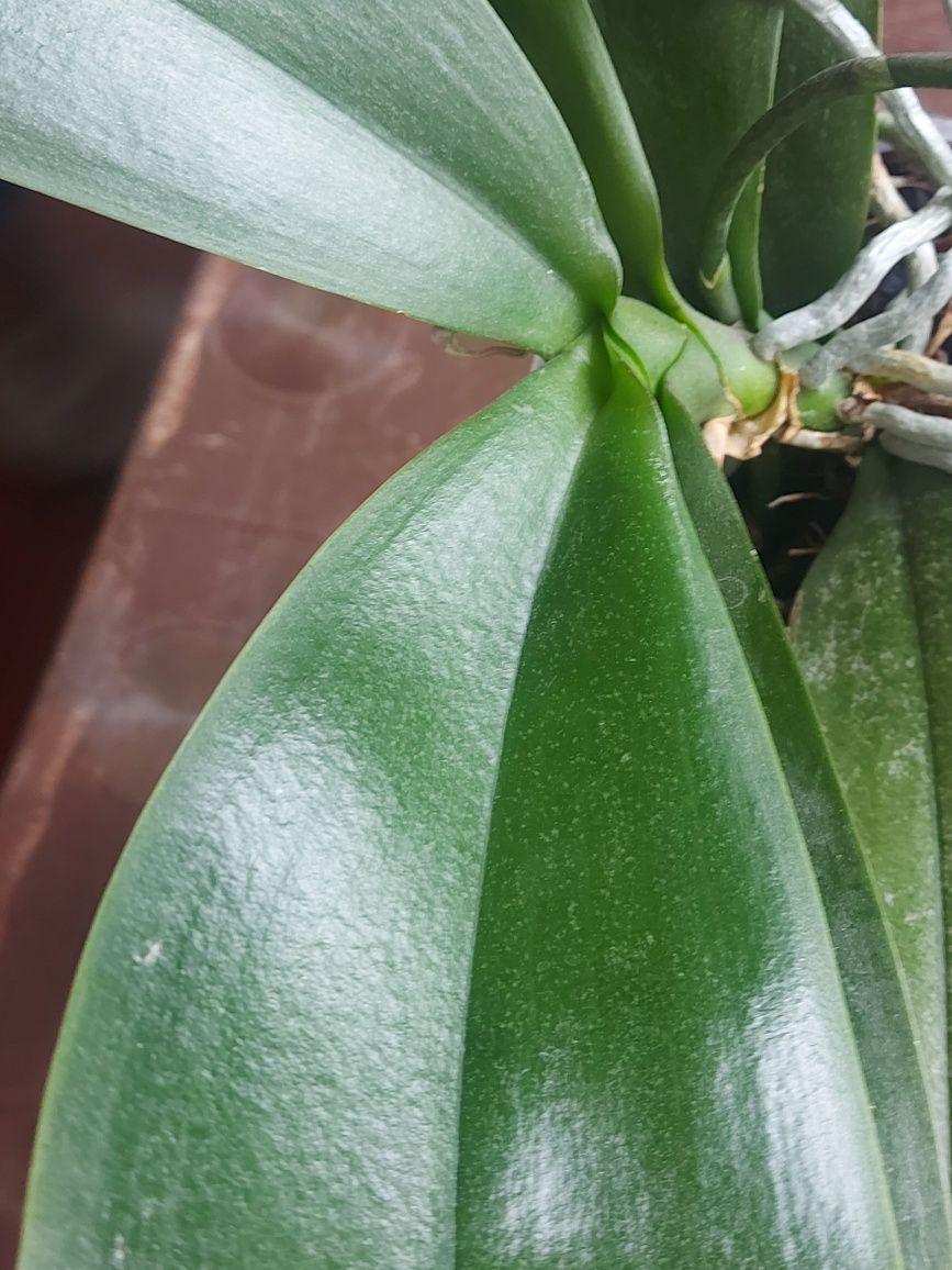 Орхидея фаленопсис, мультифлора Orange Blossom