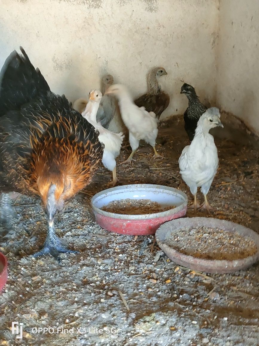 Galos, frangos, coelhos, perus,gansos.