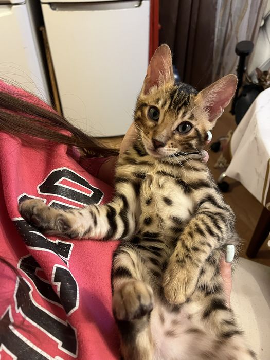 Sprzedam kotka rasy Bengal