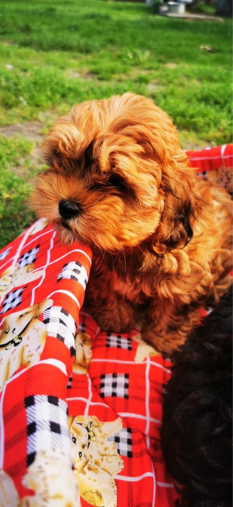 Shihpoo suczka pudel toy