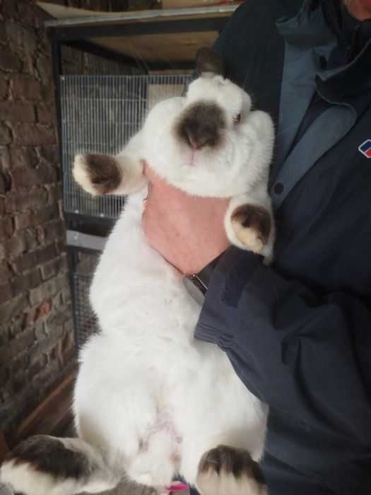 Продам Кролів Дорослі та молодняк