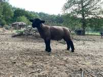 Borrego  suffolk