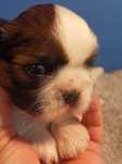 Shih Tzu piesek uroczy do rezerwacji