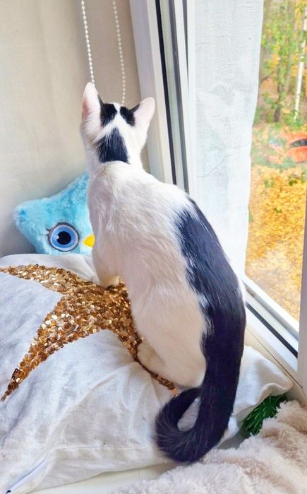 Милый котенок Каспер  ищет дом!