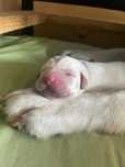 Labrador Retriever ZKwP/FCI- szczeniak wolny od chorób genetycznych