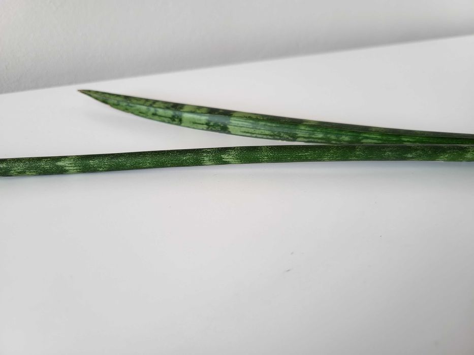 Sansevieria Comet Rocky Mountains  (odrost II)