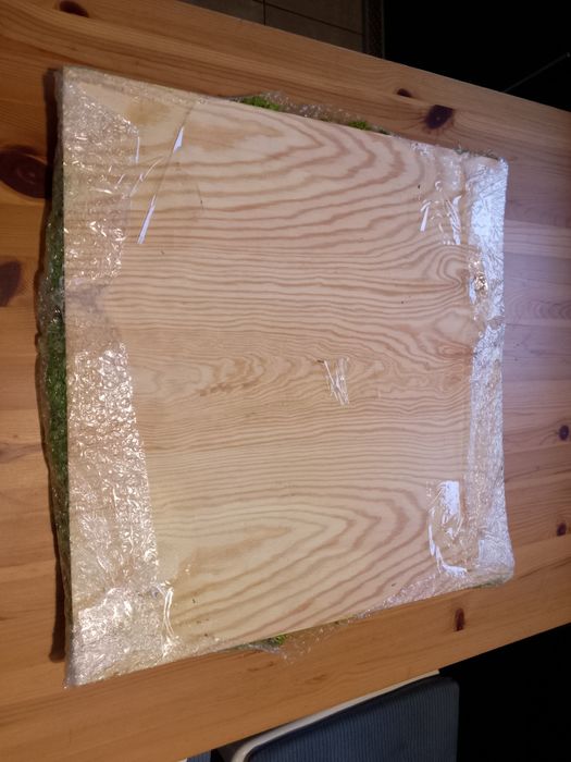 panel Mech Reniferowy Chrobotek 50x50cm