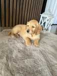 Cudowna suczka Golden Retriever