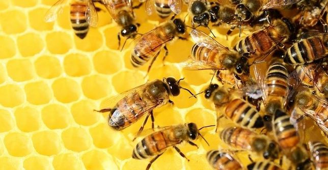 Продам пчелосемьи, семьи пчел с ульями