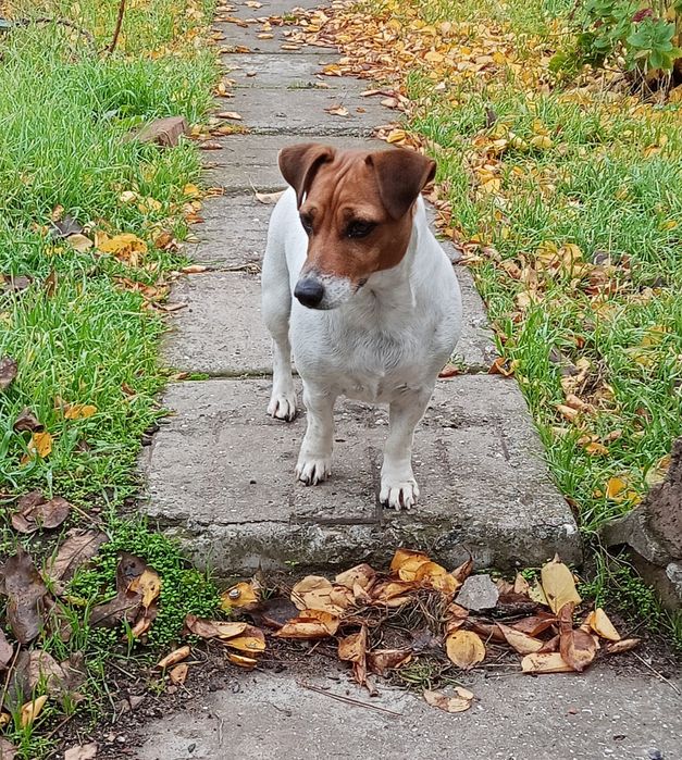 Отдам собаку в добрые руки