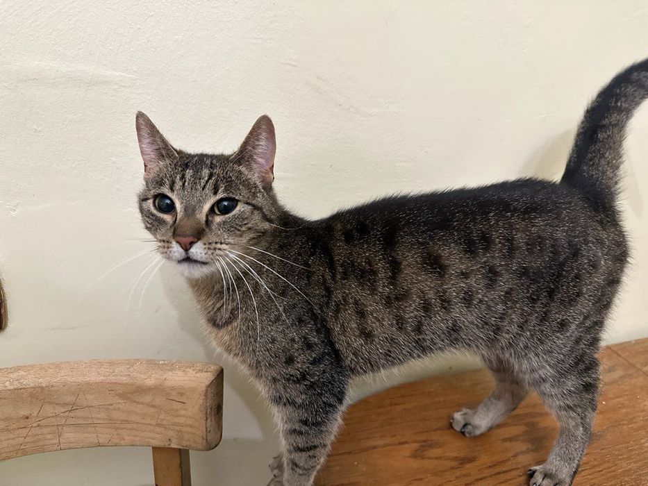 Młode koteczki do adopcji