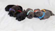 STAFFORDSHIRE BULL TERRIER, staffik, stafik, stafford, suczka
