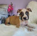 Cudowny i rodzinny maluch amstaff!