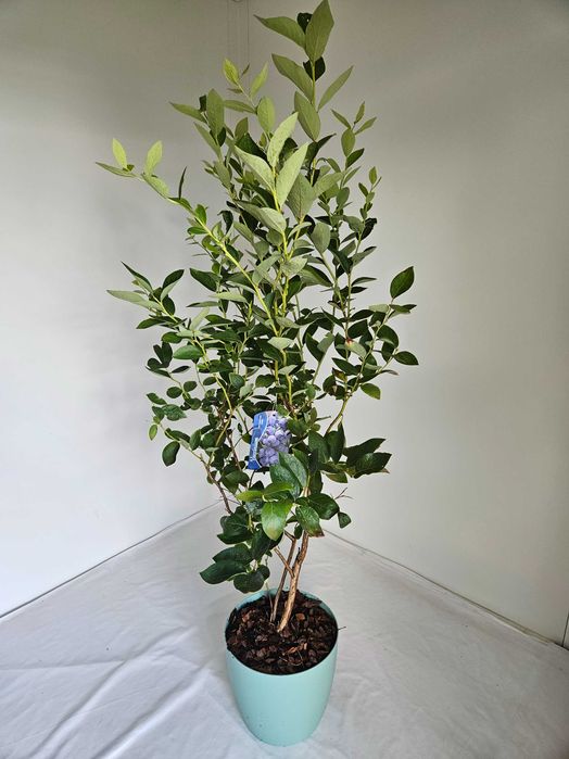Borówka amerykańska XXL Toro 130cm C7 – krzew owocowy + nawóz gratis