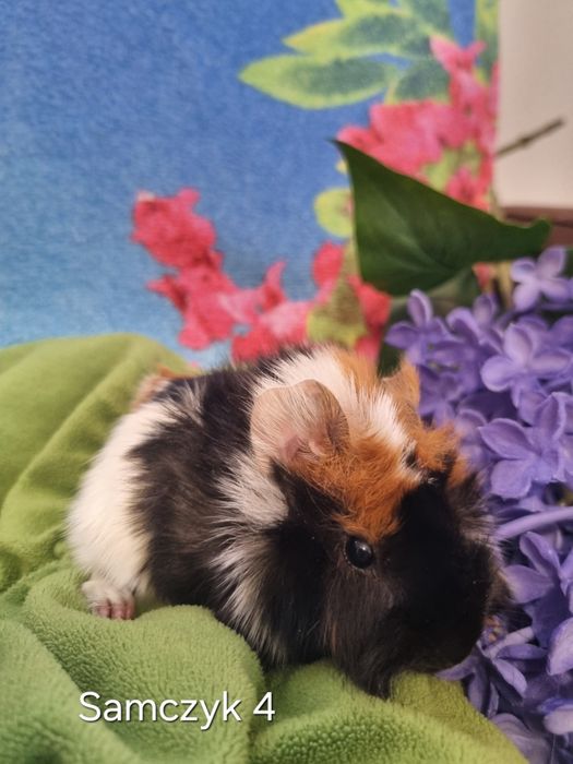 Świnki Morskie Samczyk