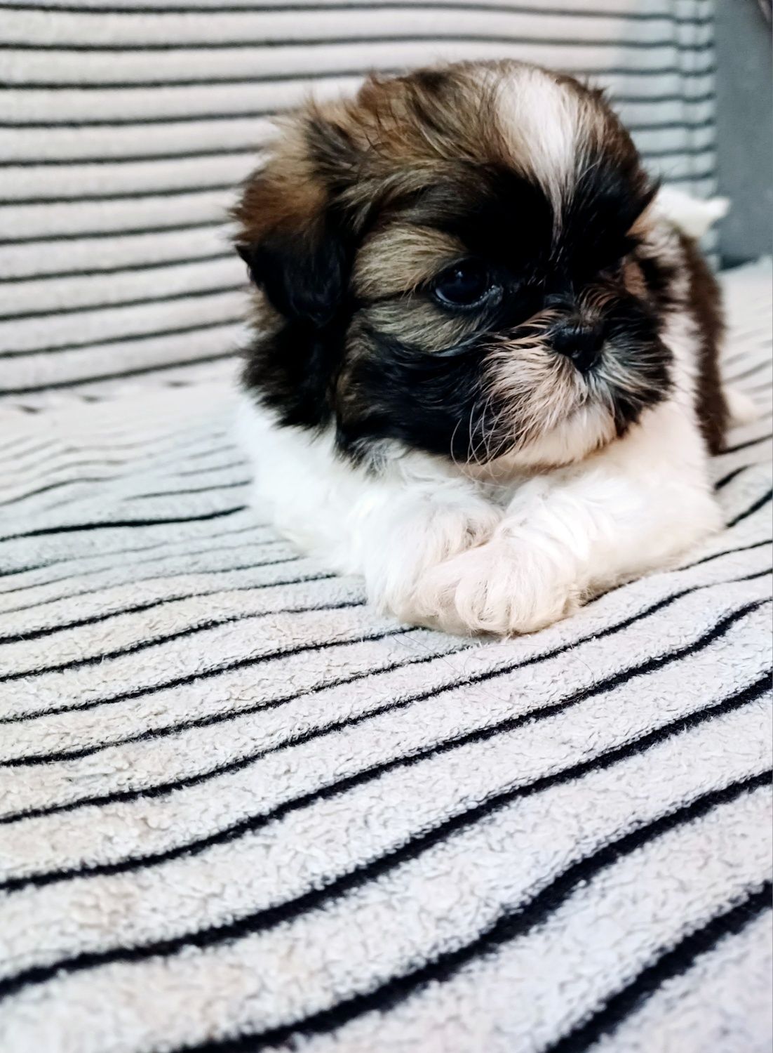 Shih Tzu  piesek