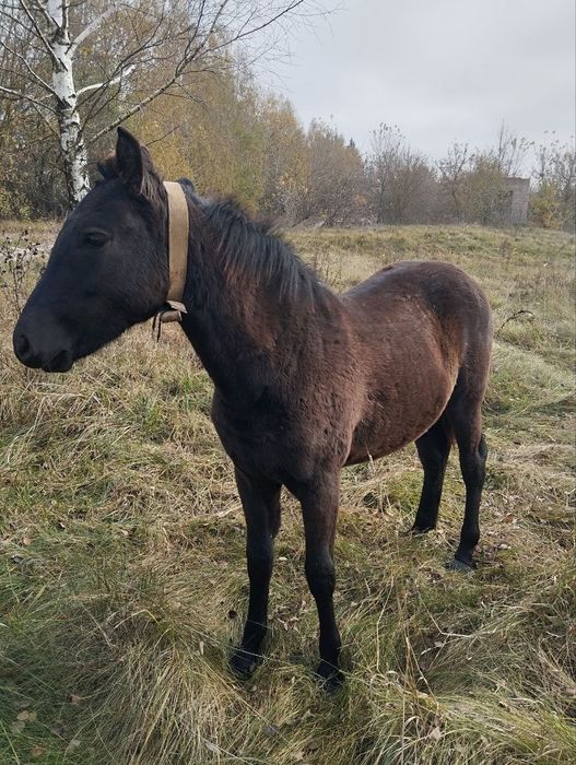 Кобилка 6 місяців