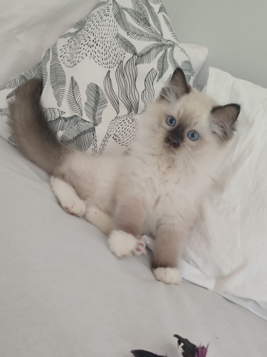 Kocurek RAGDOLL seal mitted GOTOWY do odbioru
