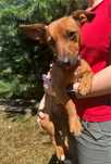 Suczka do adopcji NALA