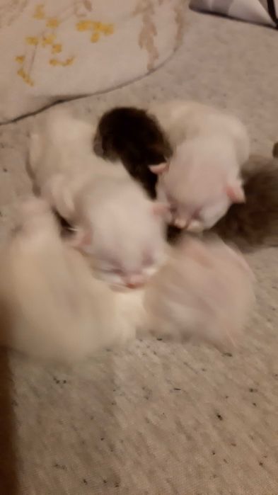 Koty persy ogłoszenie poglądowe informujące do zapoznania