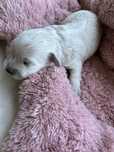 Śliczna suczka rasy Maltipoo